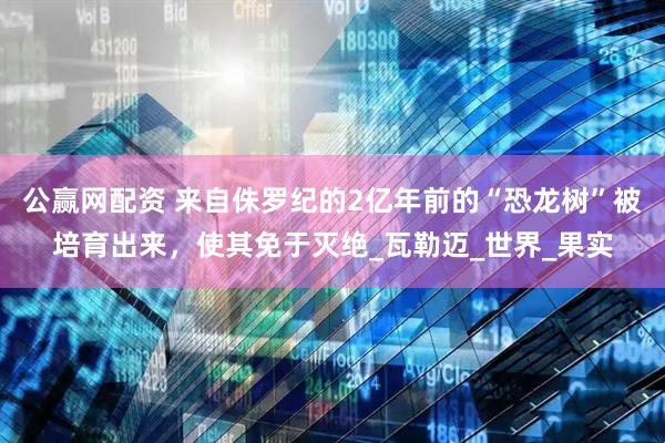 公赢网配资 来自侏罗纪的2亿年前的“恐龙树”被培育出来，使其免于灭绝_瓦勒迈_世界_果实
