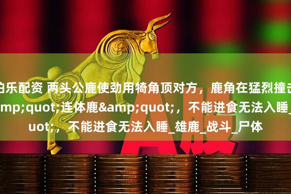 伯乐配资 两头公鹿使劲用犄角顶对方，鹿角在猛烈撞击中嵌套，成了&quot;连体鹿&quot;，不能进食无法入睡_雄鹿_战斗_尸体